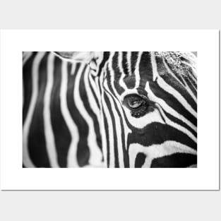 Zebra (Print Only) Posters and Art